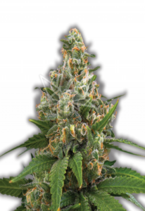 Girl Scout Cookies Feminized Marijuana Seeds