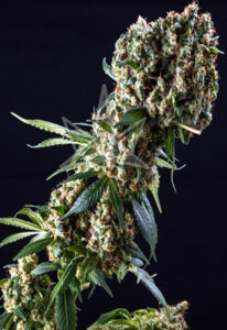 Grandaddy Purple Feminized Marijuana Seeds