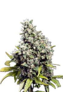 Grapefruit Feminized Marijuana Seeds