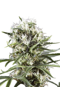 Great White Shark Feminized Marijuana Seeds