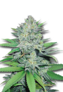 Green Crack Feminized Marijuana Seeds