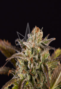 Grizzly Purple Kush Feminized Seeds