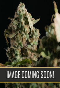 Zombie Death Fuck Feminized Marijuana Seeds