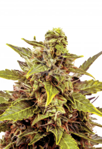 Juicy Fruit Autoflower Marijuana Seeds