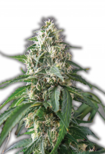 Kali Mist Feminized Marijuana Seeds