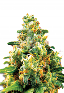 LA Confidential Feminized Marijuana Seeds