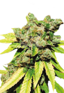 Lambs Breath Autoflower