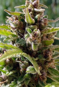 Mamba Negra Autoflower Seeds