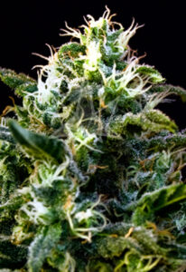 Mamba Negra Feminized Seeds