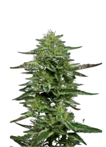 Meridian Sour Autoflower Feminized Marijuana Seeds
