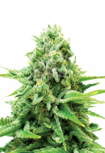 Northern Lights Feminized Marijuana Seeds