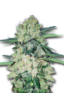 NYC Diesel Autoflower Marijuana Seeds