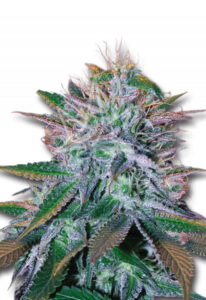 Strawberry Cough Feminized Marijuana Seeds 3