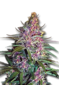 Purple Kush Feminized Marijuana Seeds