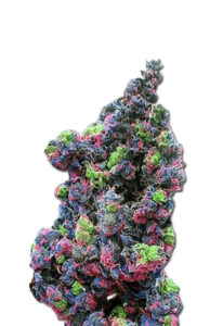 Rainbow Haze Marijuana Seeds Feminized
