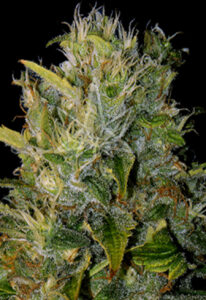 Santa Muerte Feminized Marijuana Seeds