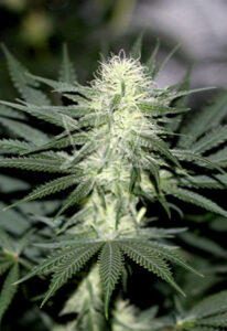 Sour Diesel Feminized Marijuana Seeds