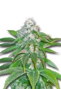 Sour Diesel Feminized Marijuana Seeds