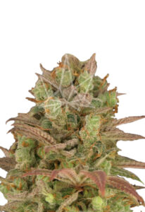 Sour Grape Feminized Marijuana Seeds
