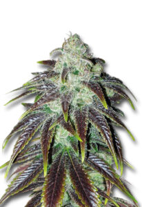 Sour Jack Feminized Marijuana Seeds