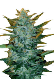Sour Maui Autoflower Marijuana Seeds