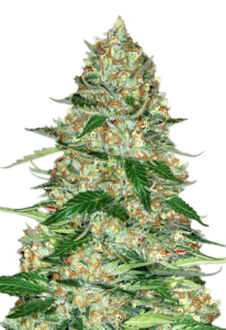 Cherry Pie Feminized Marijuana Seeds