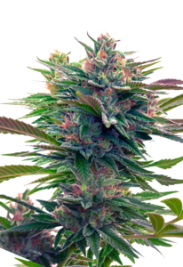 Lavender Feminized Marijuana Seeds