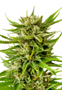 Sweet Tooth AutoFlowering Marijuana Seeds