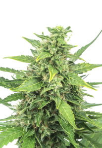 Agent Orange Feminized Marijuana Seeds