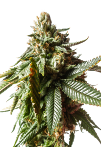 Critical Mass Feminized Marijuana Seeds