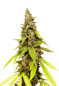 Strawberry Cough Feminized Marijuana Seeds