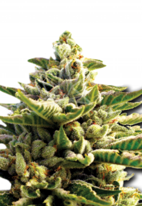 Super OG Kush Feminized Marijuana Seeds