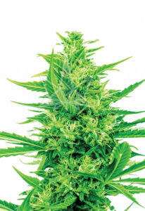 Super Silver Haze CBD Marijuana Seeds