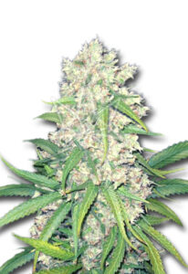 Super Silver Haze Feminized Marijuana Seeds