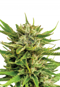 Sweet Tooth Feminized Marijuana Seeds