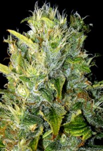 Tangie Autoflower Marijuana Seeds
