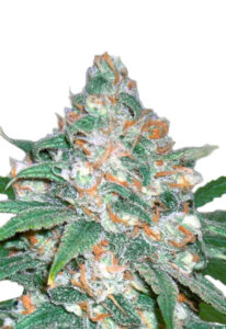The Devil’s Crack Feminized Marijuana Seeds