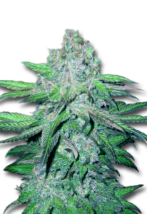 Trainwreck Autoflower Marijuana Seeds