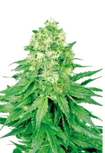White Banner Feminized Marijuana Seeds