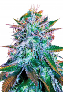 White Widow Feminized Marijuana Seeds