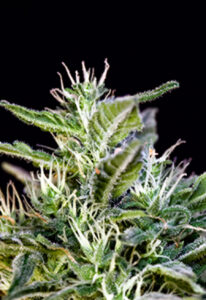 Wombat Feminized Marijuana Seeds