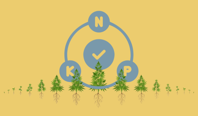 Nutrients You Need for Healthy Cannabis Growth!