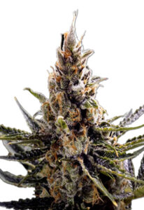 24K Gold Regular Marijuana Seeds