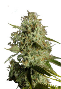 Agent Orange Regular Marijuana Seeds