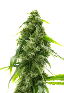 AK-47 Autoflower Marijuana Seeds