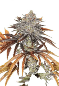 Alien Technology Regular Marijuana Seeds