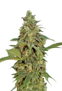 Amnesia Lemon Regular Marijuana Seeds