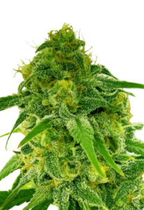 Auto CBD Jack Herer Marijuana Seeds