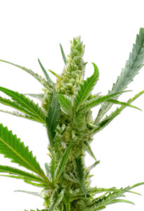 Auto CBD Kush Marijuana Seeds