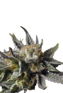BC God Bud Regular Marijuana Seeds